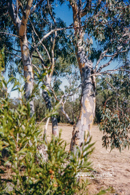 Photograph, Yan Yean, 1987, 1987