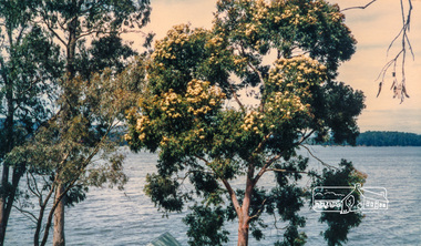 Photograph, Flowering Gum at Yan Yean, 1988, 1988