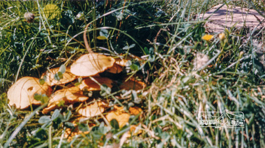 Photograph, Fungi at Yan Yean