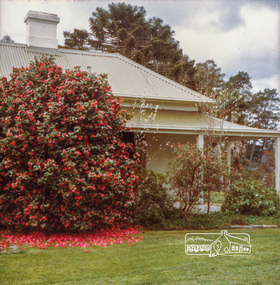 Photograph, Camellia at the old house, Yan Yean