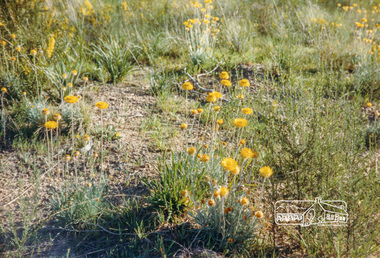 Photograph, Everlastings on Iron Bark Road, Diamond Creek