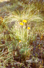 Photograph, Everlastings on Iron Bark Road, Diamond Creek