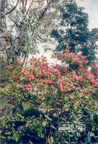 Photograph, Crepe Myrtle, Jingalong, 110 Ryans Road, Eltham, 1988, 1988