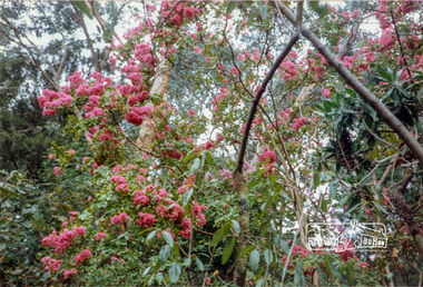 Photograph, Crepe Myrtle, Jingalong, 110 Ryans Road, Eltham, 1988, 1988
