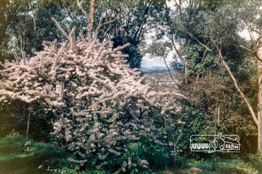 Photograph, Jingalong, 110 Ryans Road, Eltham, 1988, 1988