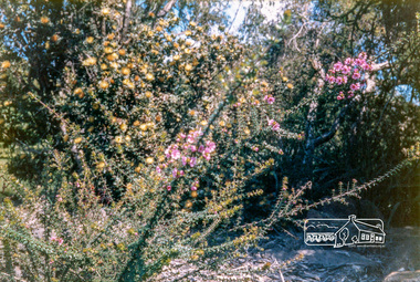 Photograph, Jingalong, 110 Ryans Road, Eltham, 1988, 1988