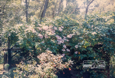 Photograph, Jingalong, 110 Ryans Road, Eltham, 1988, 1988