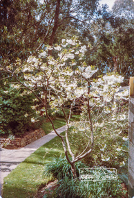 Photograph, Cherry at Jingalong, 110 Ryans Road, Eltham, 1988