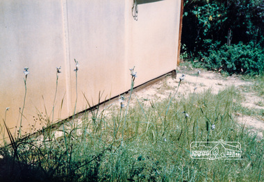 Photograph, Sun Orchids, Jingalong, 110 Ryans Road, Eltham, 1988, 1988