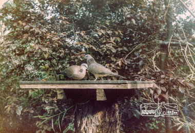 Photograph, Turtle Doves feeding, Jingalong, 110 Ryans Road, Eltham, 1988
