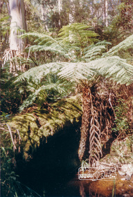 Photograph, Tree Ferns, Healesville, 1989