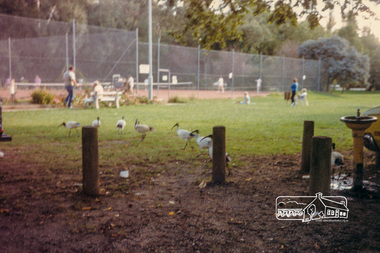 Photograph, Ibis at Healesville, 1989