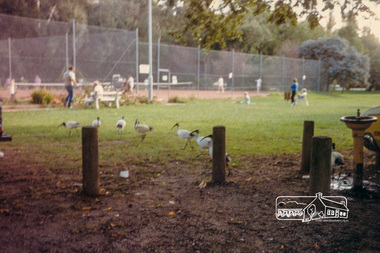 Photograph, Ibis at Healesville, 1989, 1989