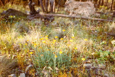 Photograph, Everlastings at Phyl Cooke's