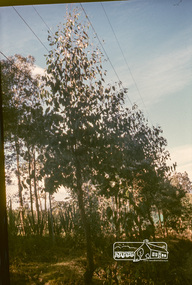 Photograph, Jack Gittins (W.J. Gittins & Associates), Neil Douglas' property at Bend of Islands, 1980s, 1980s