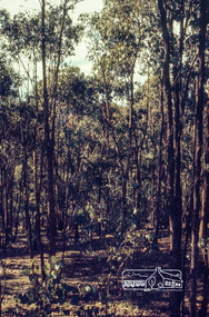 Photograph, Jack Gittins (W.J. Gittins & Associates), Neil Douglas' property at Bend of Islands, 1980s, 1980s