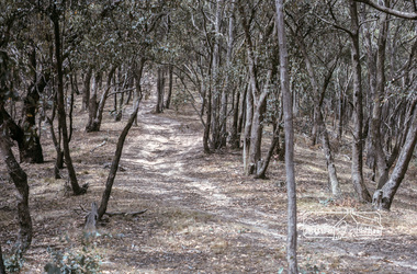 Photograph, Fred Mitchell, Regrowth timber at Yan Yean Reservoir, 1968, 1968