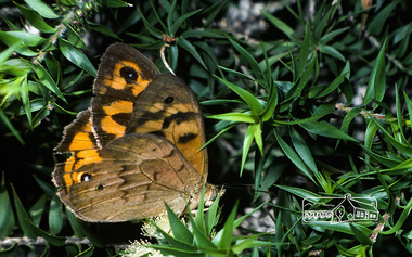 Photograph, Fred Mitchell, Male Common Brown Butterfly (Heteronympha merope), 1976