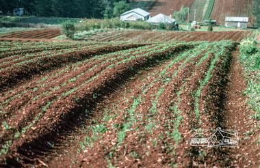 Photograph, Fred Mitchell, Market garden, Yarra Valley, 1980, 1980