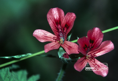 Photograph, Fred Mitchell, Pelargonium in back garden of 86 Bible Street, Eltham, 1981, 1981