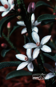 Photograph, Fred Mitchell, Eriostemon Myoporoides long leaf wax flower in front garden of 86 Bible Street, Eltham, 1981, 1981