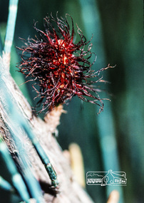 Photograph, Fred Mitchell, Casuarina Paludora in back garden of 86 Bible Street, Eltham, 1981, 1981
