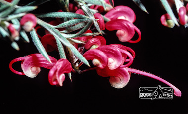 Photograph, Fred Mitchell, Grevillea in garden of 86 Bible Street, Eltham, 1982