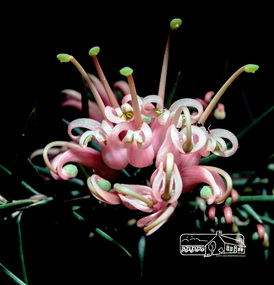 Photograph, Fred Mitchell, Grevillea in garden of 86 Bible Street, Eltham, 1982, 1982