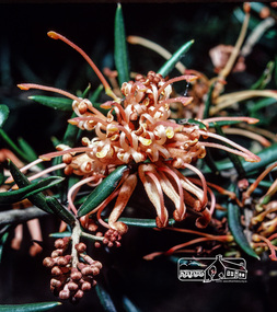 Photograph, Fred Mitchell, Orange Grevillea in garden of 86 Bible Street, Eltham, 1982, 1982
