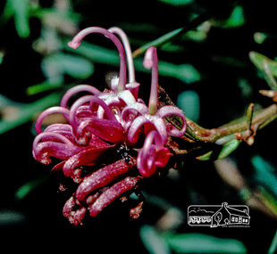 Photograph, Fred Mitchell, Spider climbing over Grevillea in garden of 86 Bible Street, Eltham, 1982