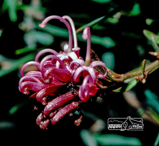 Photograph, Fred Mitchell, Spider climbing over Grevillea in garden of 86 Bible Street, Eltham, 1982, 1982