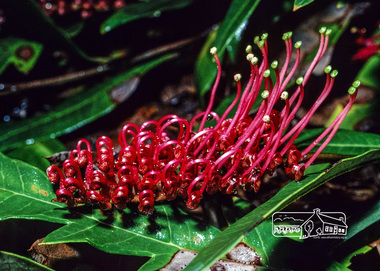 Photograph, Fred Mitchell, Red Grevillea in garden of 86 Bible Street, Eltham, 1982