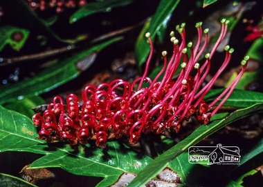 Photograph, Fred Mitchell, Red Grevillea in garden of 86 Bible Street, Eltham, 1982, 1982