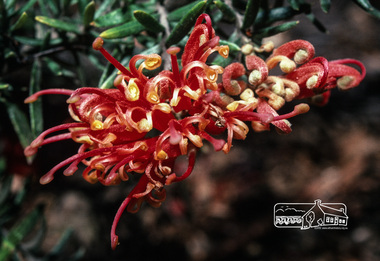 Photograph, Fred Mitchell, Orange Red Grevillea in garden of 86 Bible Street, Eltham, 1982, 1982