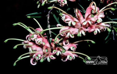 Photograph, Fred Mitchell, Grevillea in garden of 86 Bible Street, Eltham, 1983