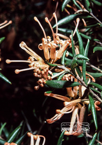 Photograph, Fred Mitchell, Orange Trumpet Grevillea in garden of 86 Bible Street, Eltham, 1983, 1983