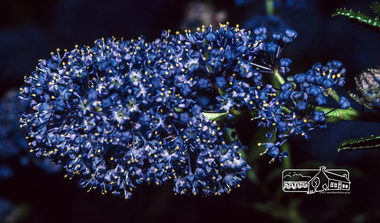 Photograph, Fred Mitchell, Blue flower on shrub in Mr. Jones' garden, Bible Street, Eltham, 1983, 1983
