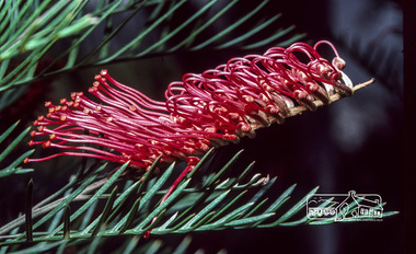 Photograph, Fred Mitchell, Grevillea on fence of Jones' property, Bible Street, Eltham, 1983
