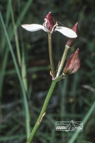 Photograph, Fred Mitchell, Butterfly Orchid, local Eltham park, 1991, 1991
