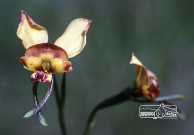 Photograph, Fred Mitchell, Butterfly Orchid, local Eltham park, 1991
