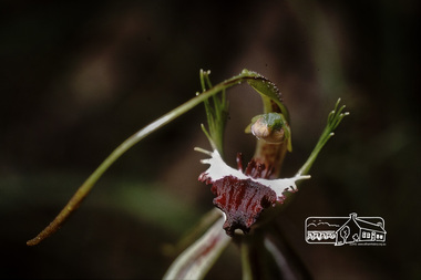 Photograph, Fred Mitchell, Caladenia Dilitata Green Spider Orchid, local Eltham park, 1991, 1991