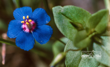 Photograph, Fred Mitchell, Blue flower with gold stamens, Eucalyptus Road, Eltham, 1991, 1991