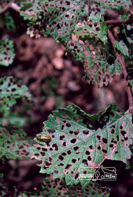 Photograph, Fred Mitchell, Dutch Elm Beetle infestation on local Eltham Elm trees, 1998