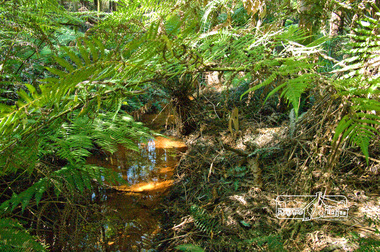 Photograph, Fred Mitchell, Splitters Creek (?) track, Silvan, 16 April 2008, 16/04/2008
