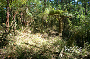 Photograph, Fred Mitchell, Splitters Creek (?) track, Silvan, 16 April 2008, 16/04/2008