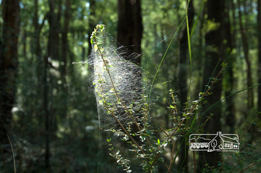 Photograph, Fred Mitchell, Splitters Creek (?) track, Silvan, 16 April 2008, 16/04/2008