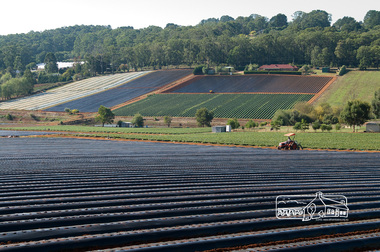 Photograph, Fred Mitchell, Strawberry farm, Silvan, 16 April 2008, 16/04/2008