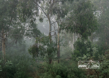 Photograph, Fred Mitchell, Misty morning on the Diamond Creek Trail, 19 June 2013, 19/06/2013