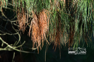 Photograph, Fred Mitchell, Mixed pine needles, Eltham Lower Park, 23 June 2013, 23/06/2013