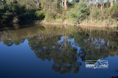 Photograph, Fred Mitchell, Tree reflections in the Yarra River at the confluence with the Diamond Creek, Eltham Lower Park, 23 June 2013, 23/06/2013